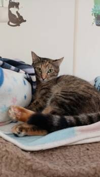 Rescue Domestic Short Hair Cats for Adoption in Bourbonnais, Illinois - Kamala | PetCurious