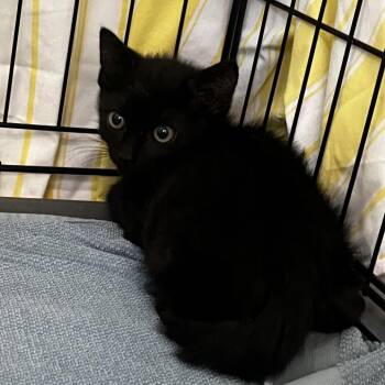 Burn (26-2P-2) -  Domestic Short Hair Cat for Adoption in Rifle, Colorado - Burn (26-2P-2) | PetCurious