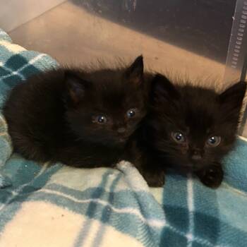 Rescue Domestic Medium Hair Cats for Adoption in Belfair, Washington - Rhys | PetCurious