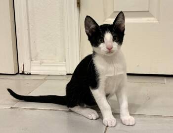 Mario -  Tuxedo Cat for Adoption in Bentonville, Arkansas - Mario | PetCurious