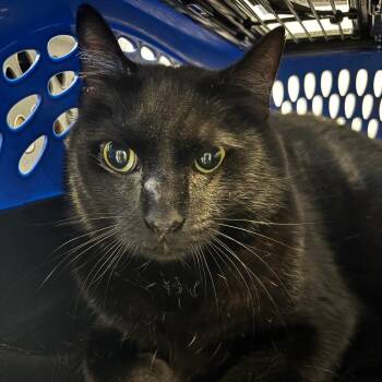 Domestic Short Hair Cats Available for Adoption - Shadow | PetCurious