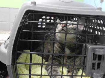 Domestic Short Hair Cats Available for Adoption in Omaha, Nebraska - SUNSHINE | PetCurious