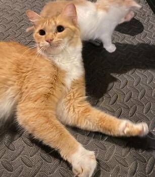 Domestic Short Hair Cats Available for Adoption in Hamilton, Ohio - Butter Bell | PetCurious