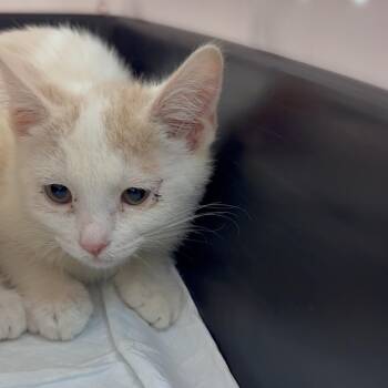 Simone -  Domestic Short Hair Cat for Adoption in Kanab, Utah - Simone | PetCurious