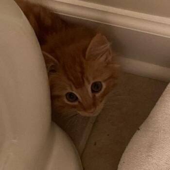 Rando -  Domestic Long Hair Cat for Adoption in Winston-salem, North Carolina - Rando | PetCurious