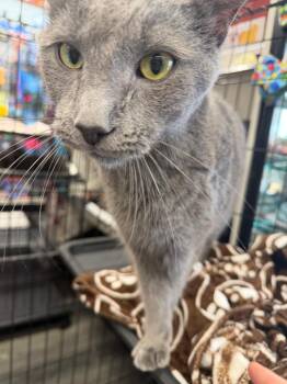 Sammi -  Domestic Short Hair Cat for Adoption in Calgary, Alberta - Sammi | PetCurious