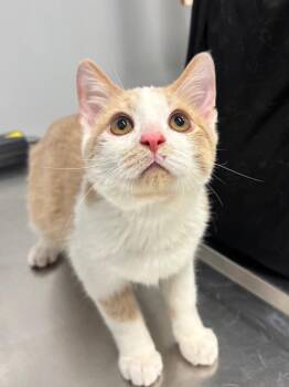 Doodle Bob -  Domestic Short Hair Cat for Adoption in Bloomington, Indiana - Doodle Bob | PetCurious