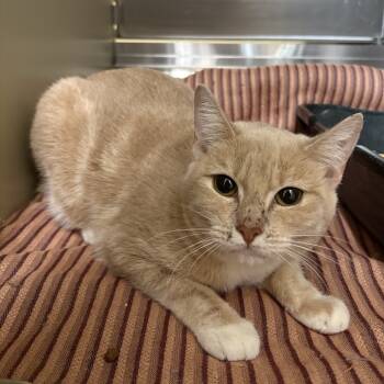 Rescue Domestic Short Hair Cats for Adoption in Clavet, Saskatchewan - Maraschino | PetCurious