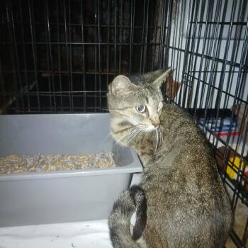 Stripes -  Domestic Short Hair Cat for Adoption in Stephenville, Texas - Stripes | PetCurious