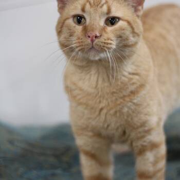 Domestic Short Hair Cats Available for Adoption - Garfield | PetCurious