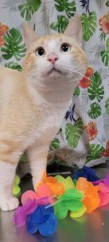 Igor -  Domestic Short Hair Cat for Adoption in Caro, Michigan - Igor | PetCurious