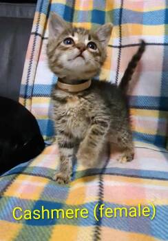 Rescue Domestic Short Hair Cats for Adoption in Newcastle, Oklahoma - Cashmere | PetCurious