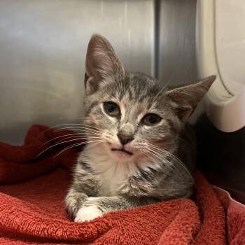 Narita -  Domestic Short Hair Cat for Adoption in Bristol, Indiana - Narita | PetCurious