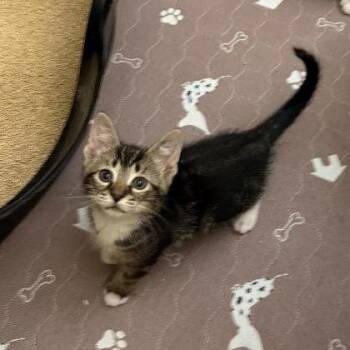 Latte Bryant -  Domestic Short Hair Cat for Adoption in Merrifield, Virginia - Latte Bryant | PetCurious