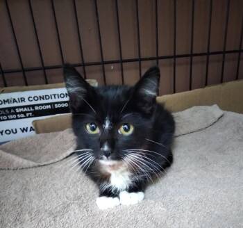 Rescue Domestic Short Hair Cats for Adoption in Owatonna, Minnesota - MILTON | PetCurious