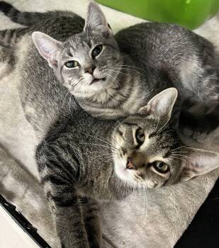 Martin (Marty)-Buttons brother -  Domestic Short Hair Cat for Adoption in Moline, Illinois - Martin (Marty)-Buttons Brother | PetCurious