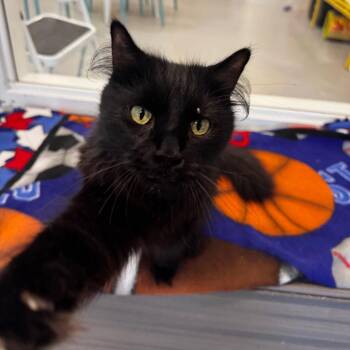 Ferrero -  Domestic Long Hair and Domestic Short Hair Cat for Adoption in Wheeling, Illinois - Ferrero | PetCurious