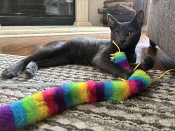 Domestic Short Hair Cats Available for Adoption - Nelson | PetCurious