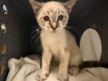 MAJOR -  Siamese Cat for Adoption in Tustin, California - MAJOR | PetCurious