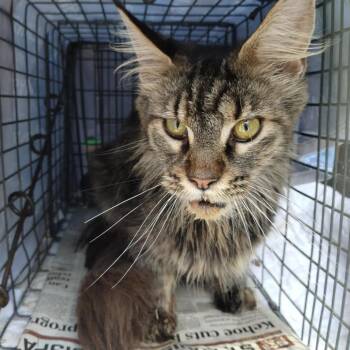 Clarissa-C -  Maine Coon and Domestic Long Hair Cat for Adoption in East St. Louis, Illinois - Clarissa-C | PetCurious