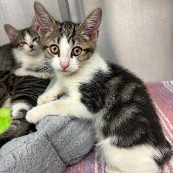 Rescue Domestic Short Hair Cats for Adoption in Los Angeles, California - Oatly | PetCurious