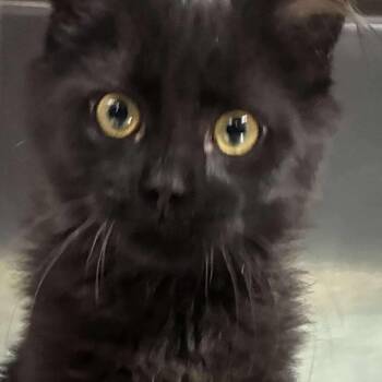 Rescue Domestic Medium Hair Cats for Adoption in Petersburg, Illinois - Tinkerbell | PetCurious