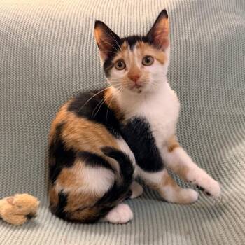 Daisy -  Domestic Short Hair Cat for Adoption in Lewisville, Texas - Daisy | PetCurious