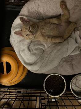 Nora -  Domestic Short Hair Cat for Adoption - Nora | PetCurious