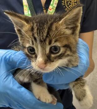 Elan -  Domestic Short Hair Cat Available for Adoption in Honolulu, Hawaii - Elan | PetCurious