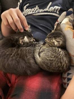Gaby 5181 -  Domestic Short Hair Cat for Adoption in Bonsall, California - Gaby 5181 | PetCurious
