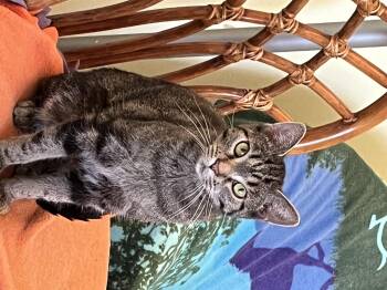Rescue Tabby Cats for Adoption in Hoffman Estates, Illinois - Babette | PetCurious