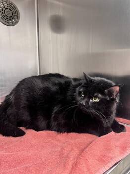 SELEMA -  Domestic Short Hair Cat for Adoption in Minneapolis, Minnesota - SELEMA | PetCurious