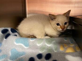 Cotton Candy -  Domestic Short Hair Cat for Adoption in Logan, Utah - Cotton Candy | PetCurious