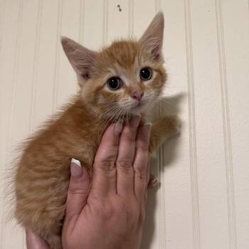Blitz -  Domestic Short Hair Cat for Adoption in Sequatchie, Tennessee - Blitz | PetCurious