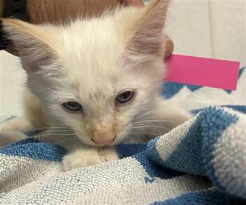 A887020 -  Domestic Short Hair Cat for Adoption in Camarillo, California - A887020 | PetCurious