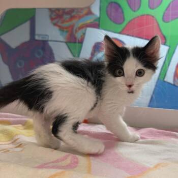 Fidget -  Domestic Short Hair Cat for Adoption in Cheyenne, Wyoming - Fidget | PetCurious