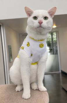 Jon -  Domestic Short Hair Cat for Adoption in Delta, British Columbia - Jon | PetCurious