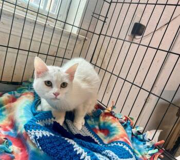 Domestic Short Hair Cats Available for Adoption - Jellybean | PetCurious