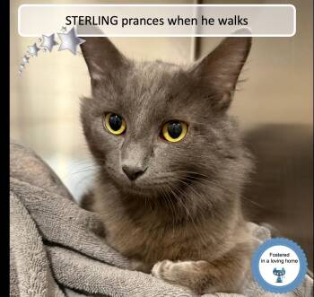 Domestic Medium Hair Cats Available for Adoption - Sterling | PetCurious
