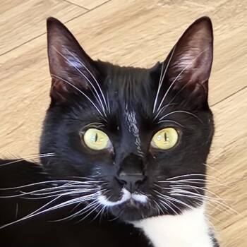 Max -  Domestic Short Hair Cat for Adoption in Anacortes, Washington - Max | PetCurious