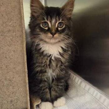 Baby Sinclair -  Domestic Medium Hair Cat for Adoption in Asheville, North Carolina - Baby Sinclair | PetCurious