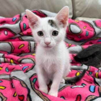 Unity -  Domestic Short Hair Cat for Adoption in NEW PT RICHEY, Florida - Unity | PetCurious