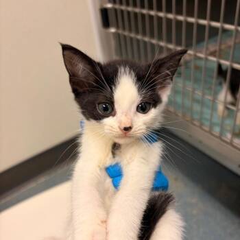 Gwen baby 1 -  Domestic Short Hair Cat for Adoption in Edinburg, Texas - Gwen Baby 1 | PetCurious