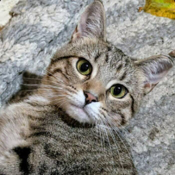 Rescue Domestic Short Hair Cats for Adoption in Gordonsville, Tennessee - Mika (24-6323) | PetCurious