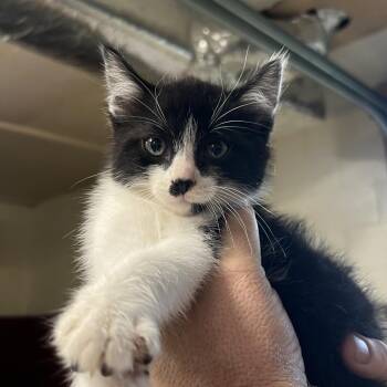 Pesto -  Domestic Short Hair Cat for Adoption in Harrisville, West Virginia - Pesto | PetCurious