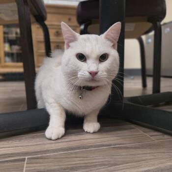 Ghost -  Domestic Short Hair Cat for Adoption in Las Vegas, Nevada - Ghost | PetCurious