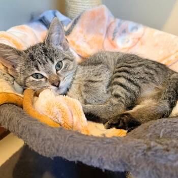 Gloria -  Domestic Short Hair Cat for Adoption in Normal, Illinois - Gloria | PetCurious