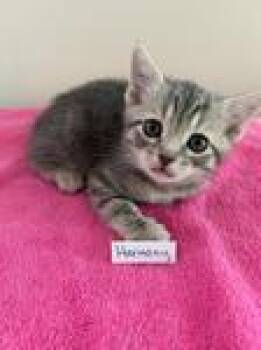 Harmony -  Domestic Short Hair Cat for Adoption in Heathsville, Virginia - Harmony | PetCurious