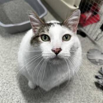 Domestic Short Hair Cats Available for Adoption in Omaha, Nebraska - SHERMAN | PetCurious