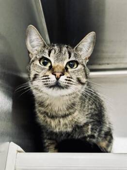 Domestic Short Hair Cats Available for Adoption - Ivy | PetCurious
